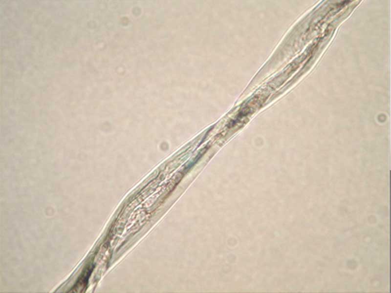 纖維側(cè)面觀(guān)察(棉)